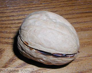 Walnut circumference cut with a dremel